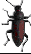 Mature Beetle
