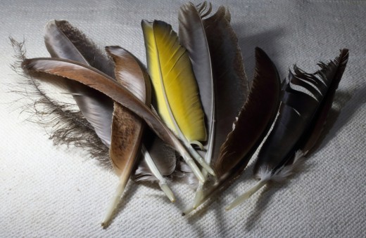 Feathers