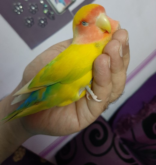 Lovebird Mumu slept on our palms for comfort.