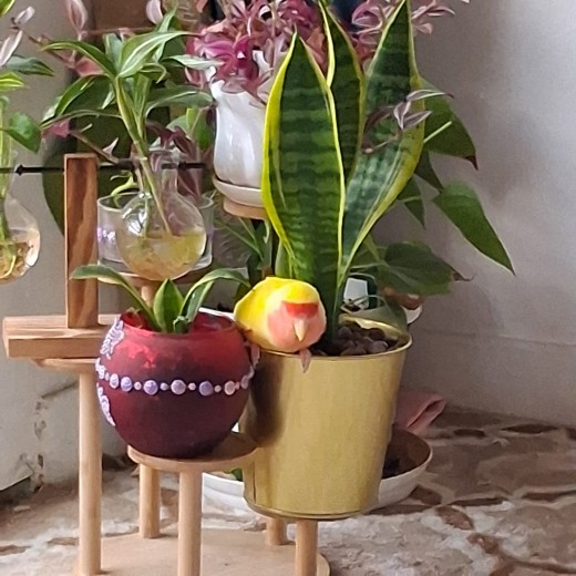 Lovebird Tutu Loves Plants