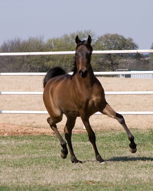 Arabian horse