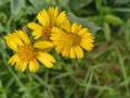 Environmentally Friendly Power: The Eventual Energy of Manageability