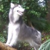 carolinanative profile image
