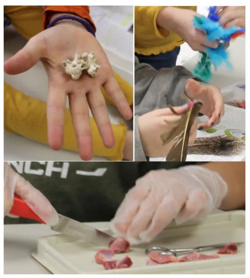 Cracking open bird bones, comparing feather types, dissecting a gizzard, and more as we learn about bird anatomy