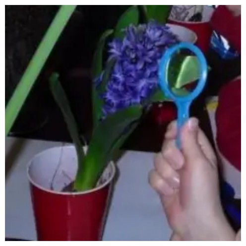 Observing parts of a flower from and activity found in Lesson 2: Flowers
