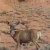 Capitol Reef National Park scenery Capitol Reef National Park scenery