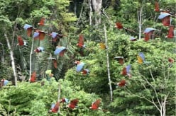 Best Amazon Rainforest Tours & Destinations in Peru for 2025