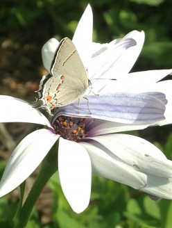 A Butterfly's Message: Hello, Goodbye, Gone