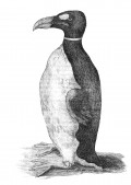 The Tragic Loss of The Great Auk