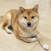 akiyoshimasai profile image