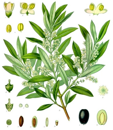 The ins and outs of olives.