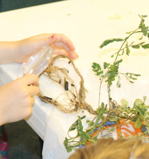 Observing roots