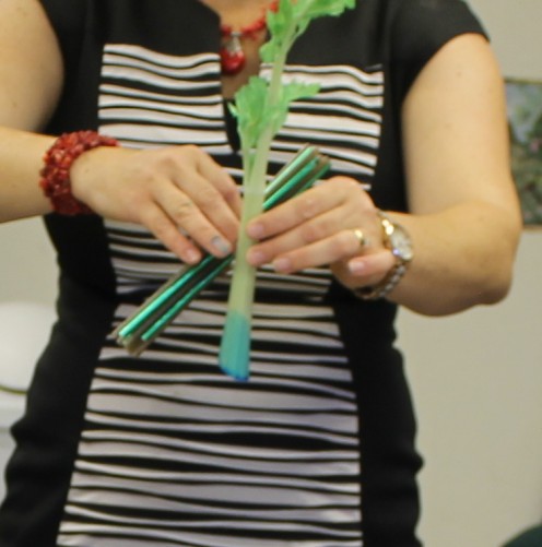 Using a bundle of straws to talk about the vascular system of a plant