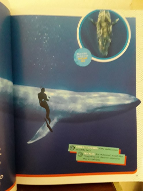 The blue whale