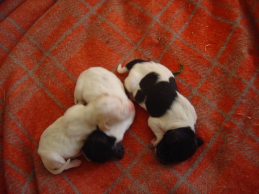 Three new-born pointer pups