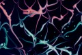 Myth or Fact: Can Fascia Hold Emotional Tension and Cause Organs to Adhere Together?