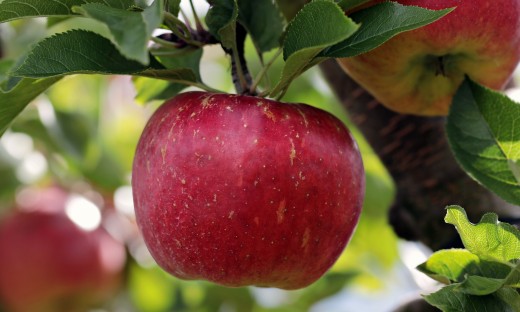 Apple / Pomme