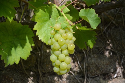 Grape / Raisin