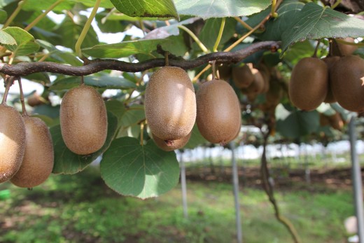 Kiwi / Kiwi