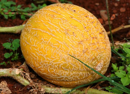Muskmelon / Melon