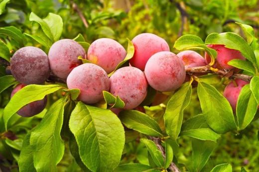 Plum / Prune