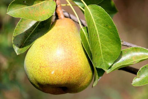 Pear / Poire