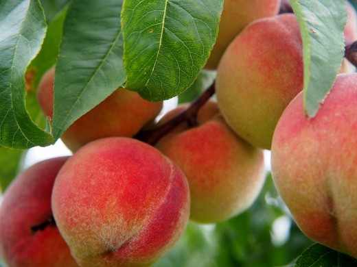 Peach / Pêche