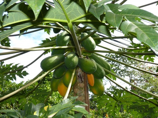 Papaya / Papaye
