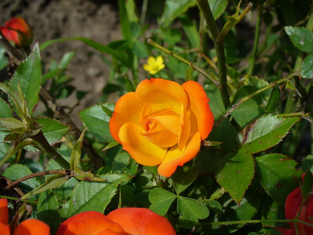 City of Roses Tyler, East Texas ToughNickel