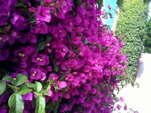 Good flower choice! Good flower choice!