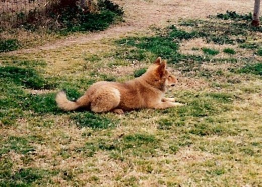 At 16 pounds, Dolly ruled the house.