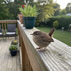The Little Wren
