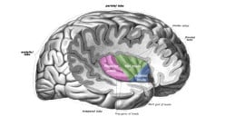 Dark Psychology: Understanding Psychological and Neurological Aspects of Darker Personalities