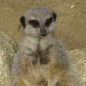 B Acred profile image