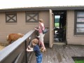 Horse Stalls: Building Tips