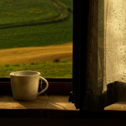 Tonipet profile image