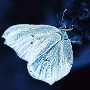 A.A. Zavala profile image