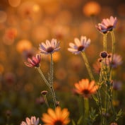 carrie-kelley profile image