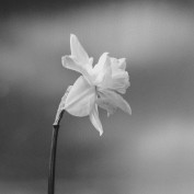 Michelle Bayno profile image