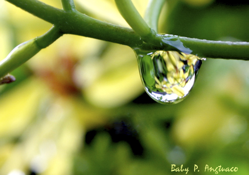 reflection caught in a raindrop