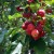 Apple Picking Time In North Carolina