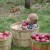 Apple Picking Time In North Carolina