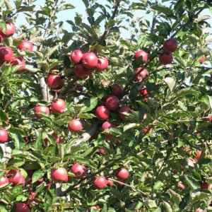 Apple Picking Time In North Carolina