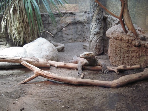 Komodo Dragon in cage at Seattle's Woodland Park Zoo