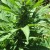 Cannabis flowering top - buds in the making Cannabis flowering top - buds in the making