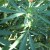 Some marijuana has a blue-green color Some marijuana has a blue-green color