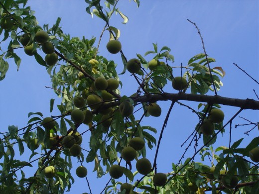 This has been a superb year for Fruit. Peaches ripening in the orchards behind our gite.
