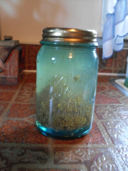 How to Make Whole Flax Seed Oil (Mucilage) Try It, Your Lungs Will Thank You Delishably