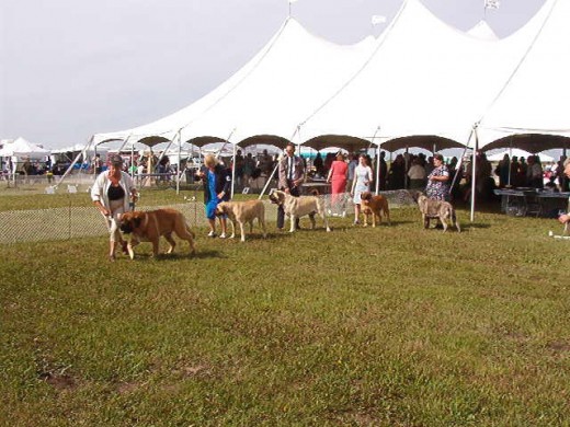 A group of us working hard at a dog show -- see me?