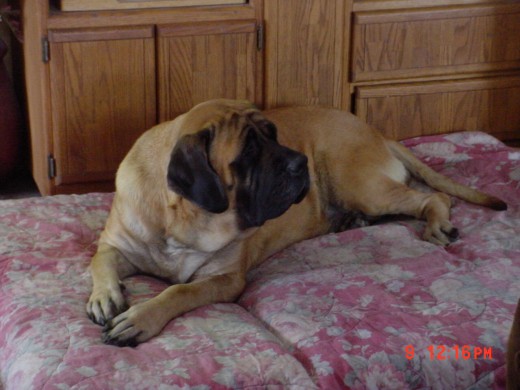 My mom, Shirley. I came from her second and last litter. We are only bred twice in our lives.